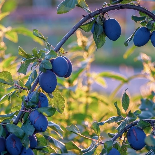 Paradiesische Früchte - Obst für kleine Gärten    