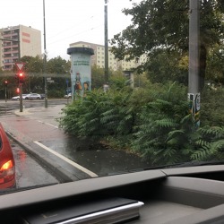 Invasive Pflanzen erkennen und eindämmen -Problempflanzen im Garten