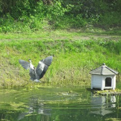 Der Gartenteich -ökologische Vielfalt im Kleingarten