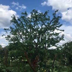 Ein Sommerschnitt im Obstgarten -der sanfte Schnitt