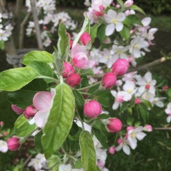 Fruchtlose Bemühungen -wenn Obstgehölze keine Früchte tragen