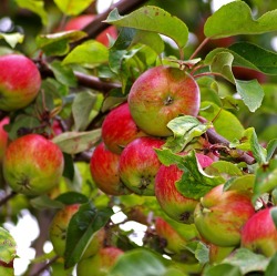 Naturgemäßer Obstbaumschnitt - Winterschnitt am Apfel - Praxis