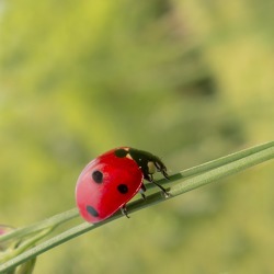 Gartenbrief 04-2018 des Pflanzenschutzamtes Berlin